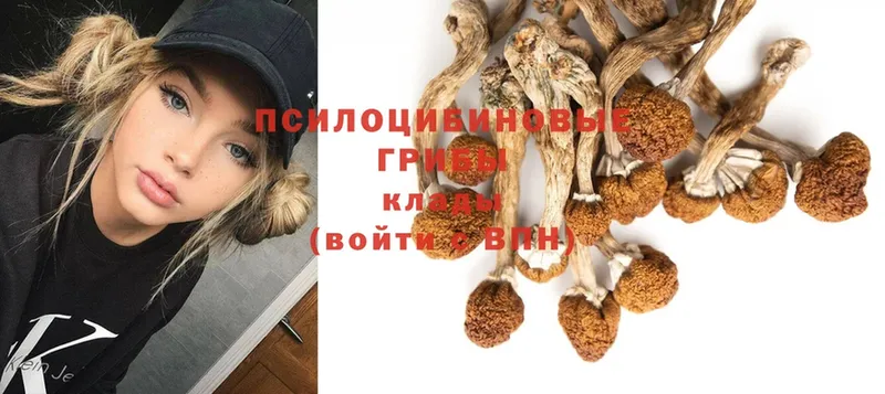 Псилоцибиновые грибы Psilocybine cubensis  как найти закладки  Торопец 